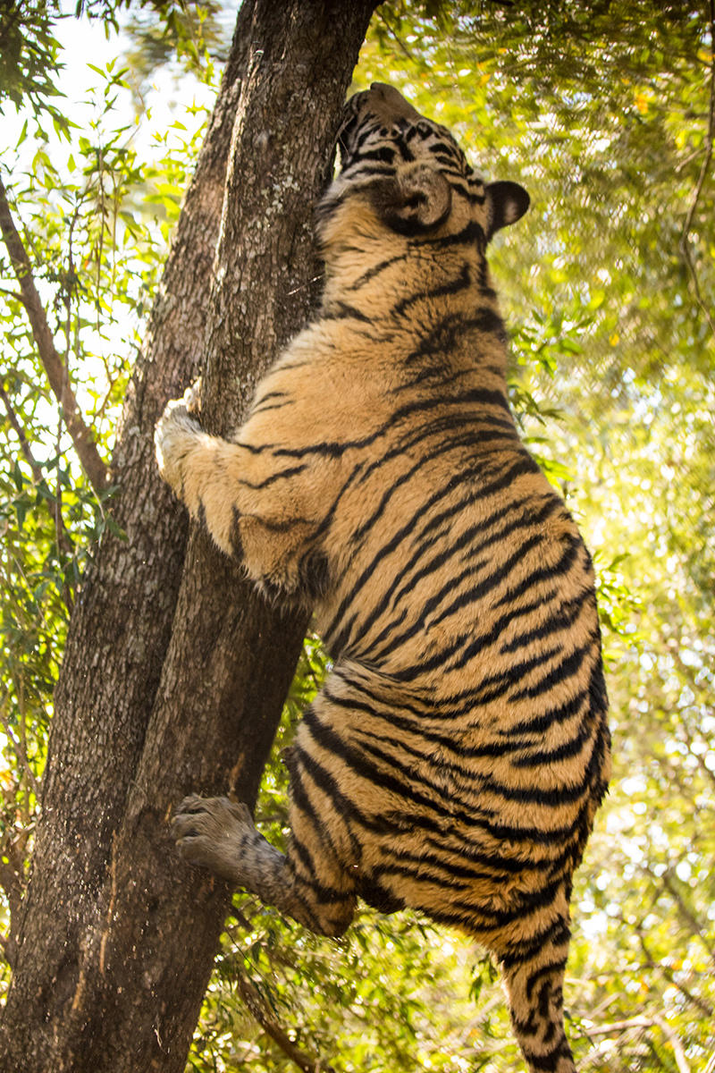 Tigers in Action Animal