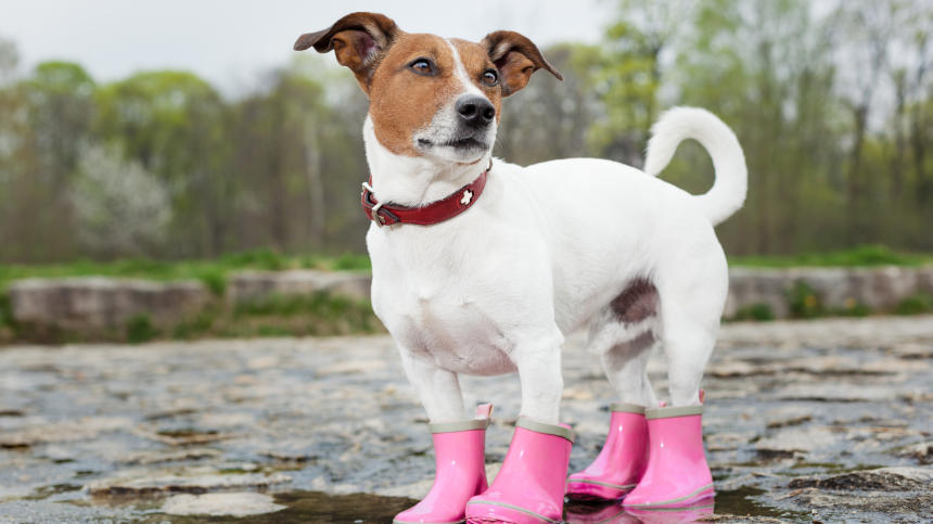 6 Rain Boots for April Showers 