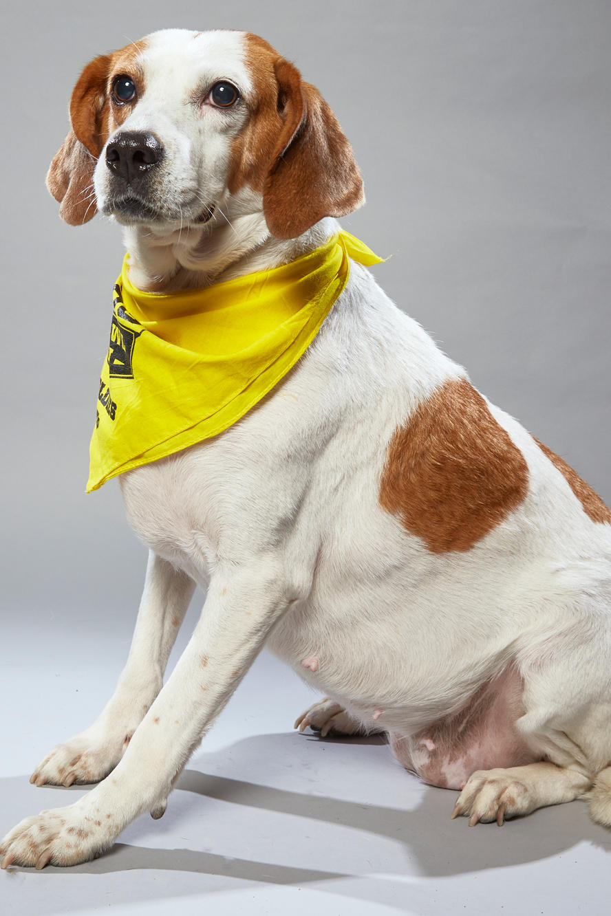 Puppy Bowl Xv Meet The Stars Of The Dog Bowl Puppy Bowl Animal Planet
