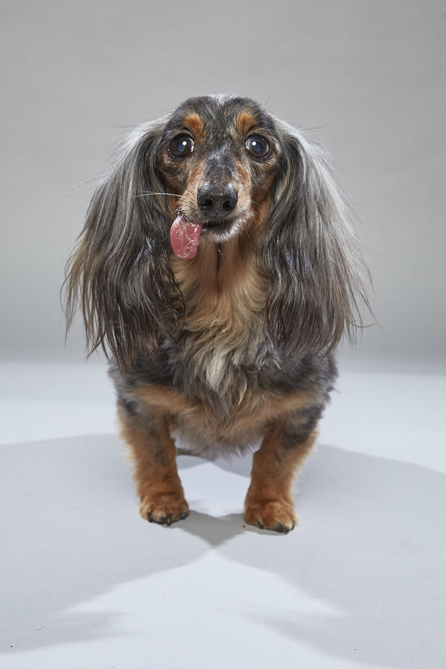 animal planet dog bowl