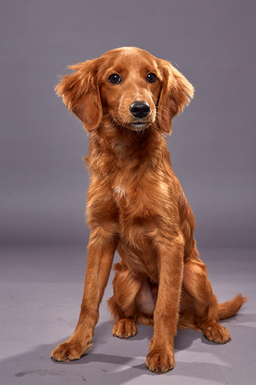 Puppy Bowl Xvi Back Up Pups Puppy Bowl Animal Planet