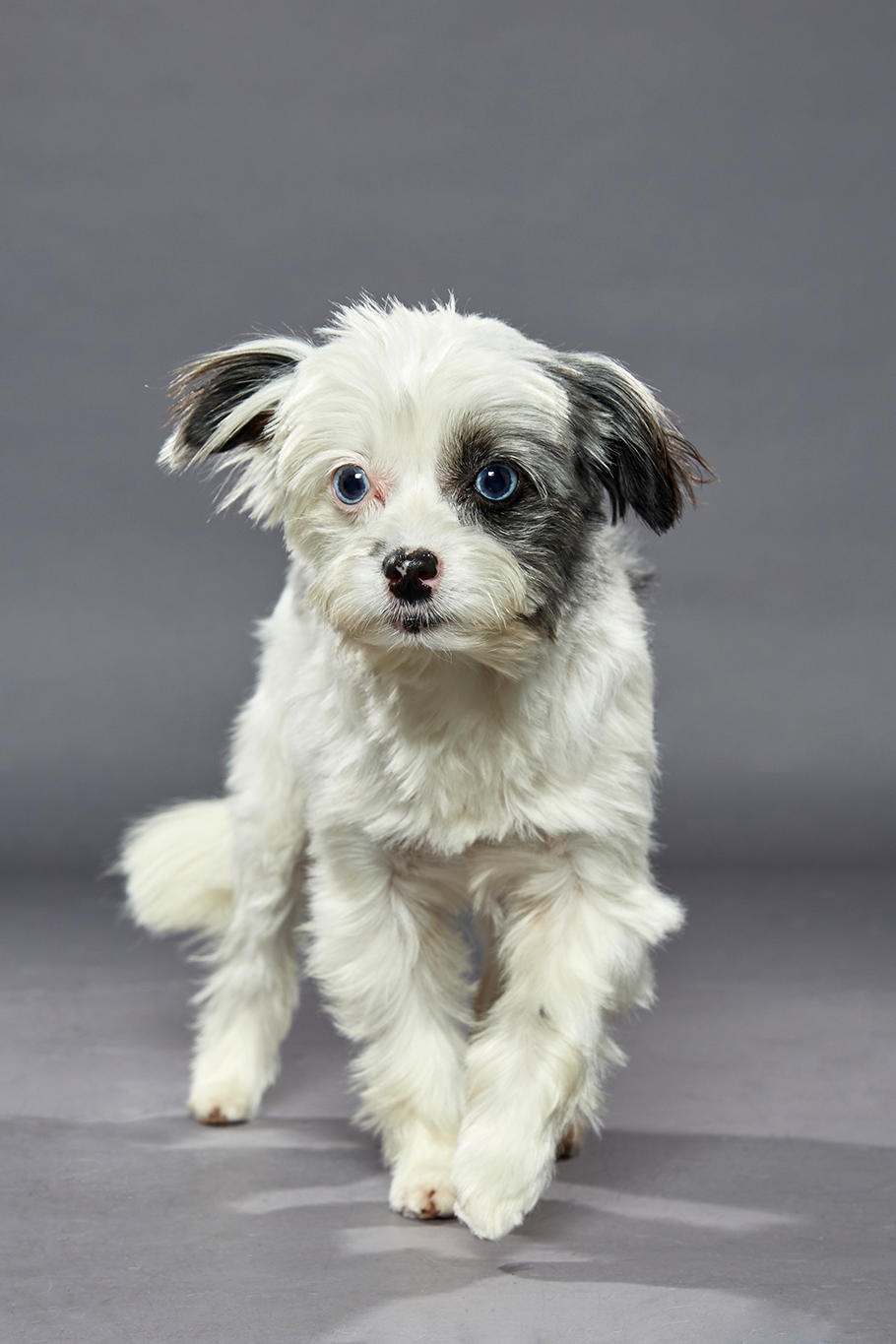 animal planet dog bowl