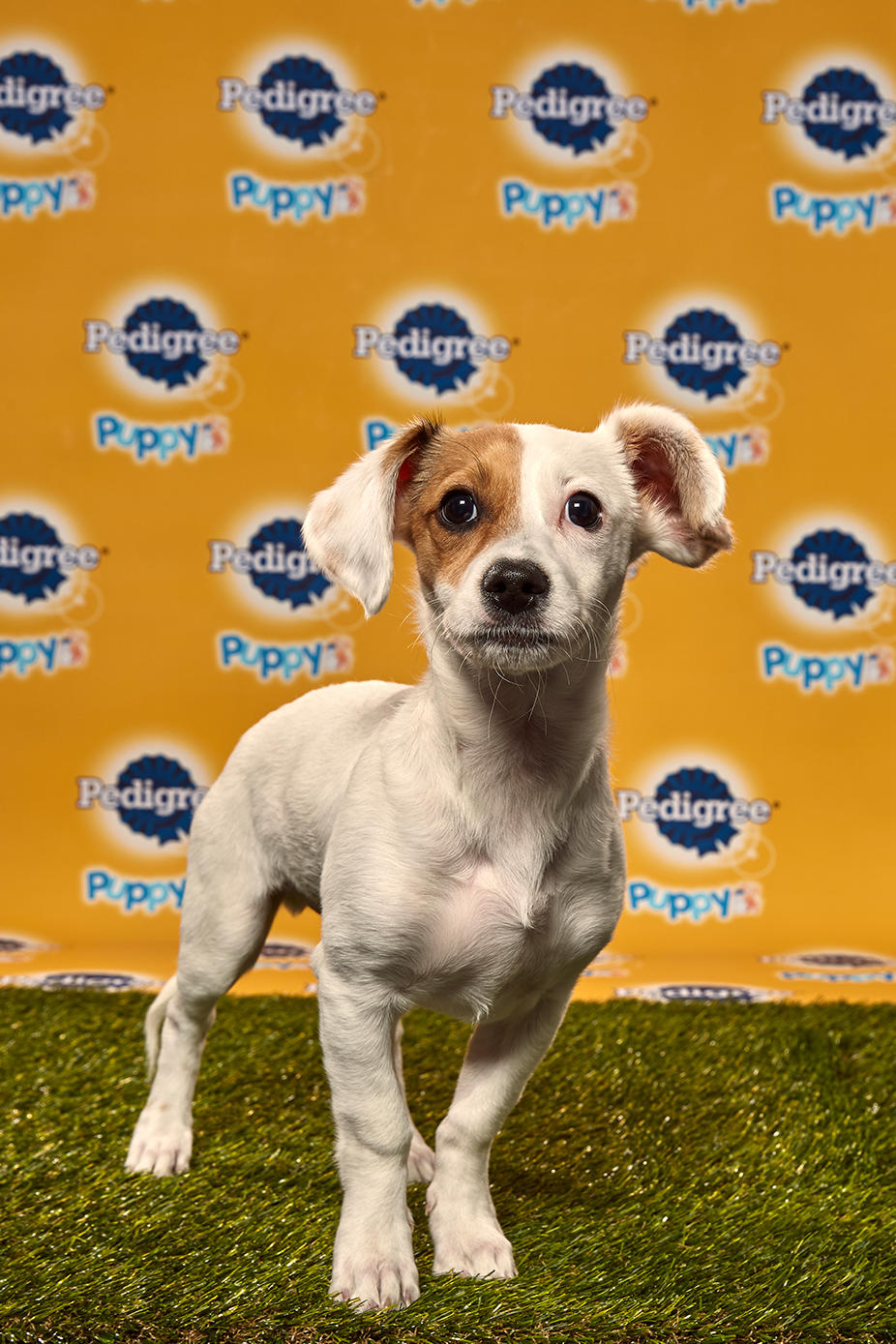 photo of Jack the puppy