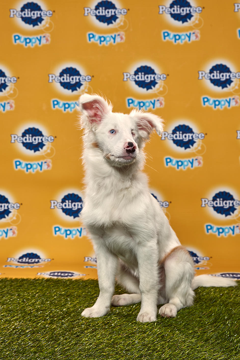 photo of Filbert the puppy