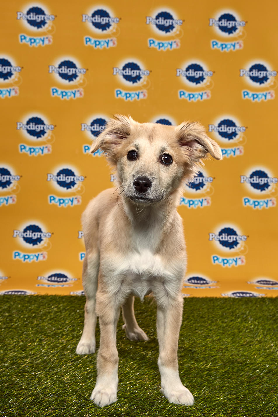 Puppy Bowl Xvi Starting Lineup Puppy Bowl Animal Planet