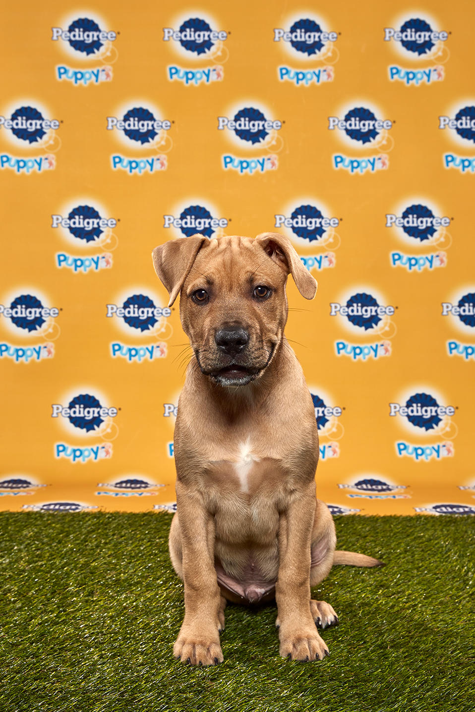 Puppy Bowl Xvi Starting Lineup Puppy Bowl Animal Planet