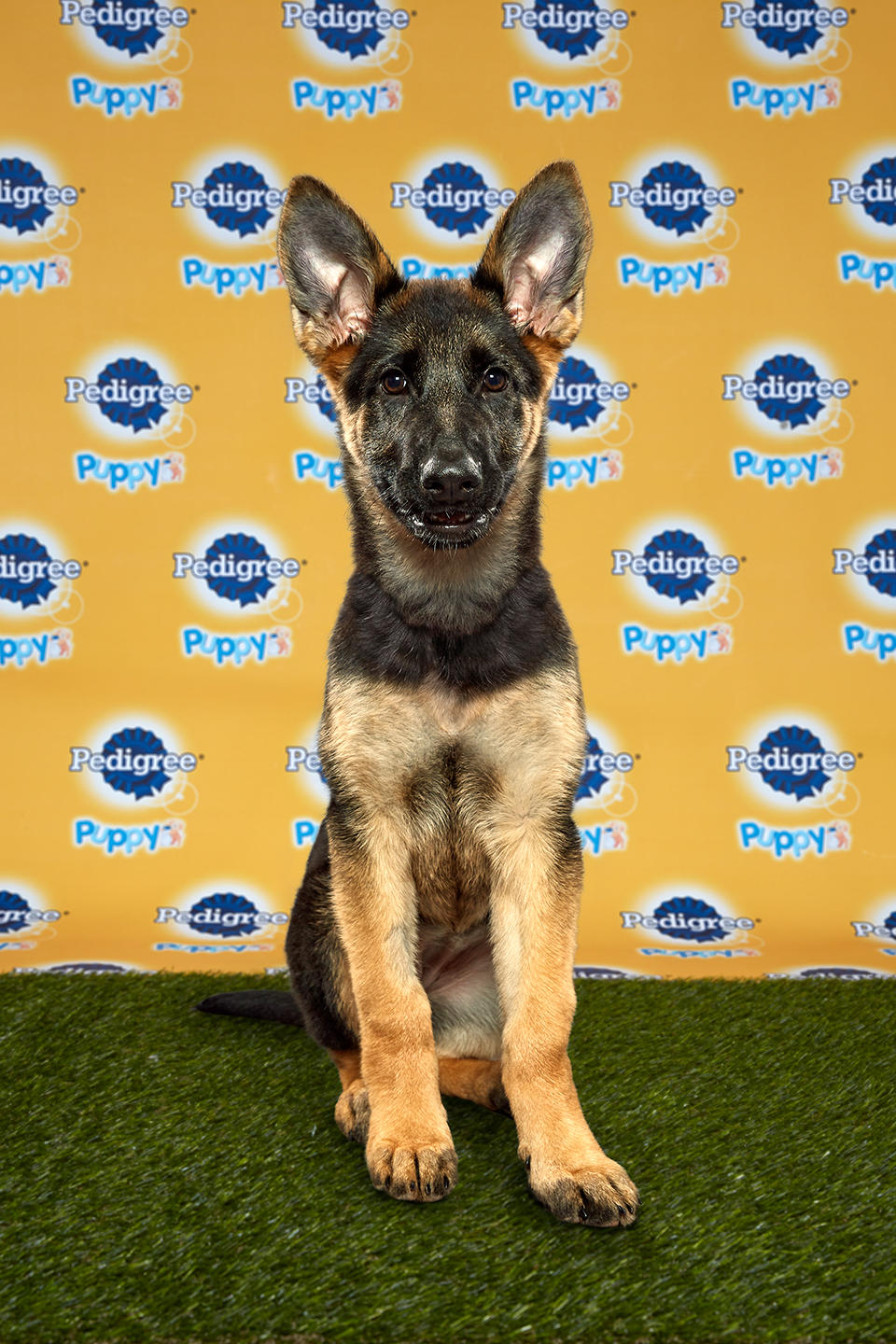 photo of Daphne the puppy