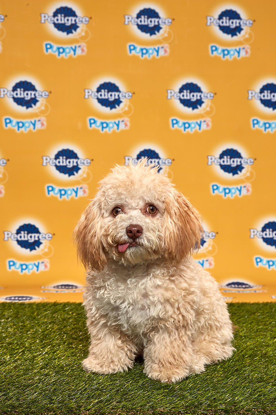 photo of Huck the puppy