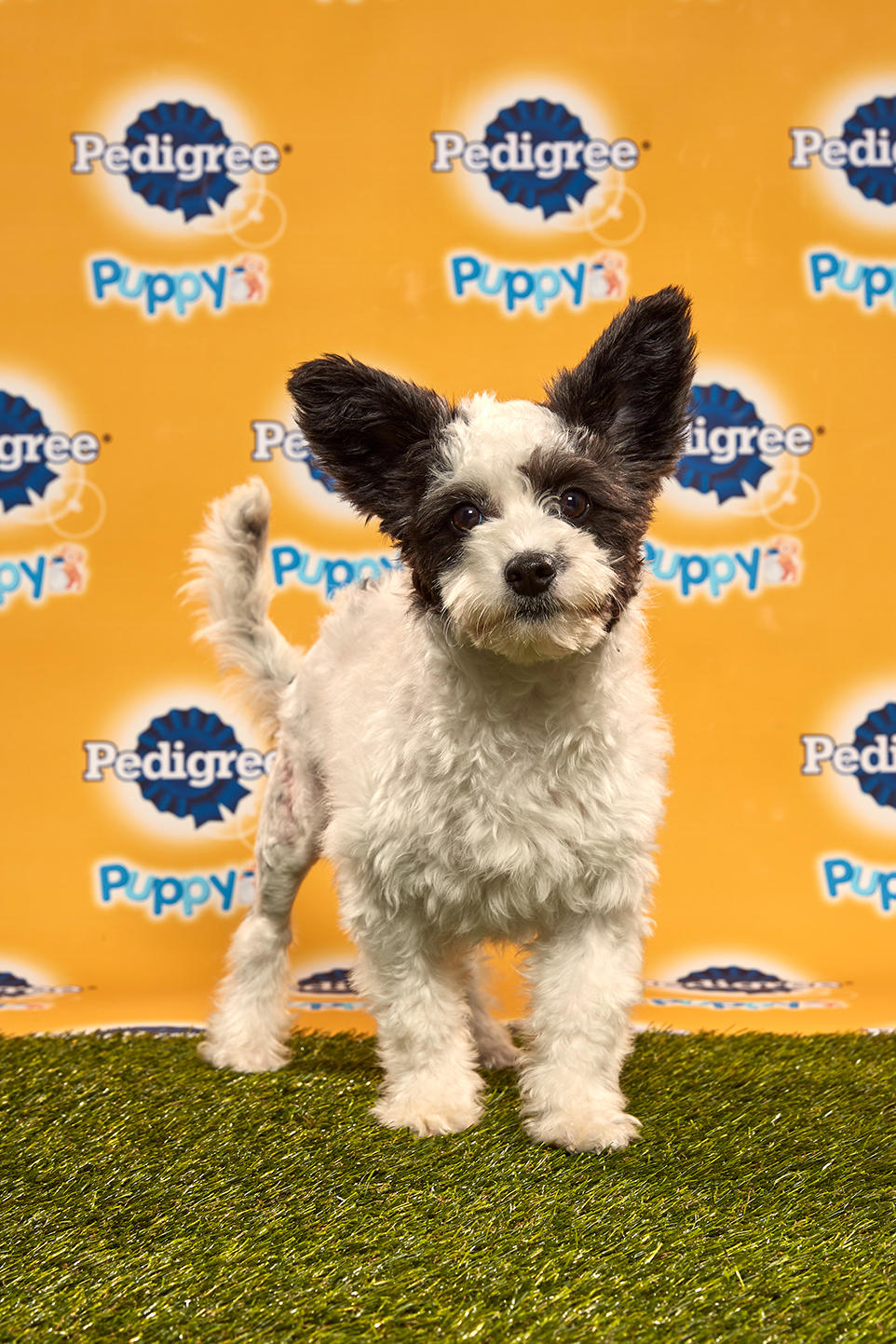 Puppy Bowl Xvi Starting Lineup Puppy Bowl Animal Planet