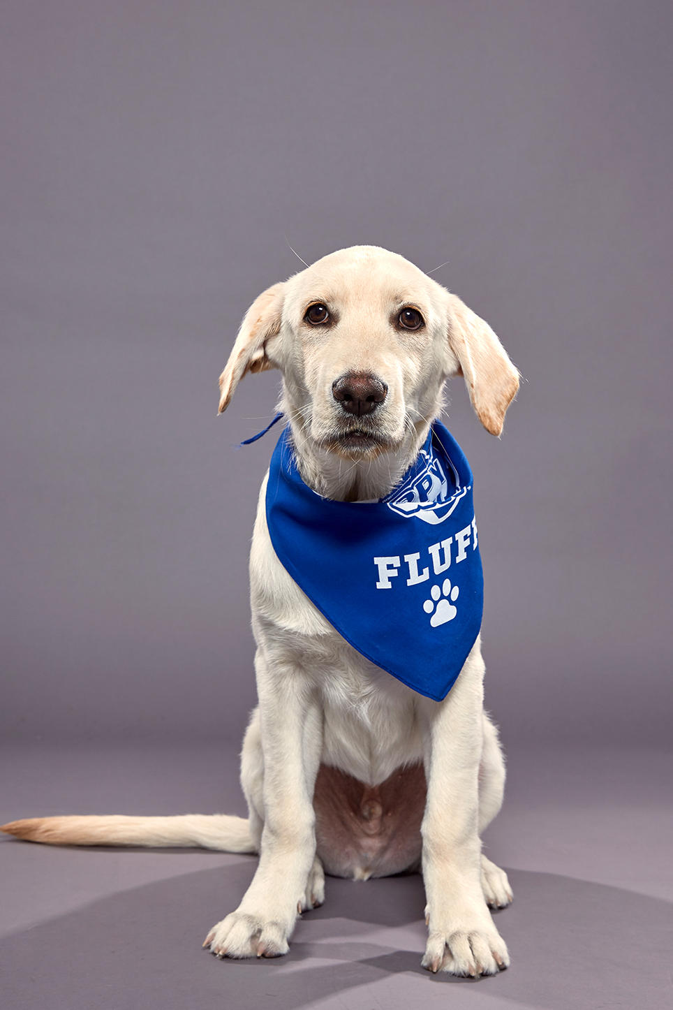 Puppy Bowl Xvi Back Up Pups Puppy Bowl Animal Planet