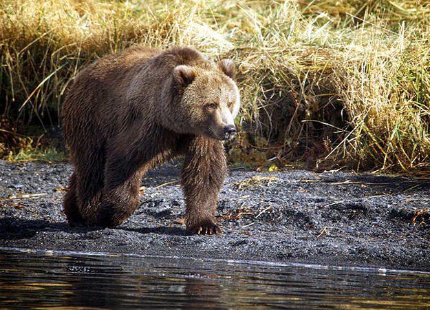 Brown Bear (aka Grizzly or Kodiak Bear) | North America | Discovery