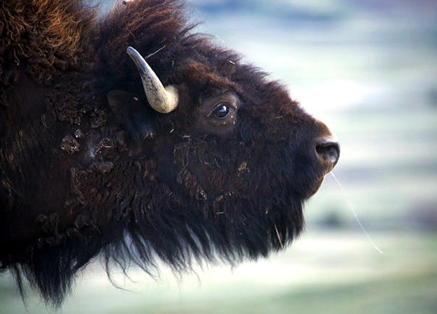 American Bison | North America | Discovery