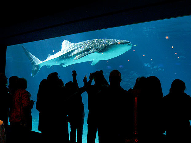 3: Studying Whale Sharks in Public Aquariums | Shark Week | Discovery