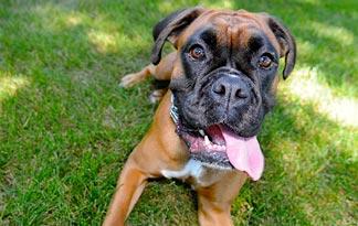 14: The Boxer | Bully Breeds | Animal Planet
