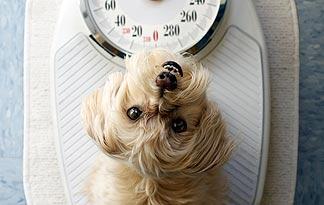 Small Dog Diets & Weight Loss | Small Dogs | Animal Planet