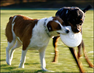 family-great-outdoors-pets0