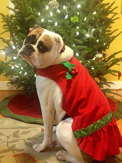 Best Holiday Pet Pictures EVER | Animal Planet