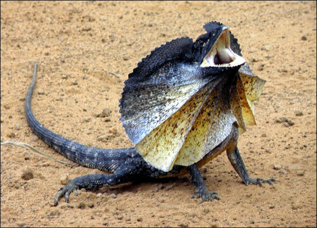 Frilled Lizard | Animal Planet