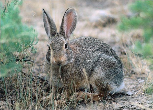 March Hares Are Mad | Animal Planet