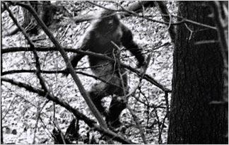 Image result for bigfoot