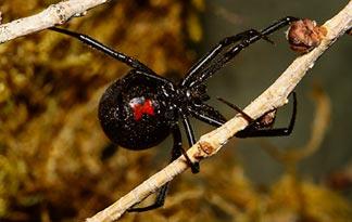 1. Black Widow Spider | Animal Planet