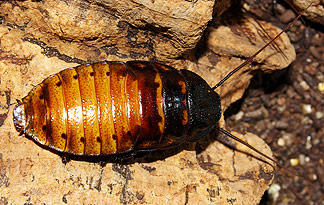 1: Madagascar Hissing Cockroach | Animal Planet