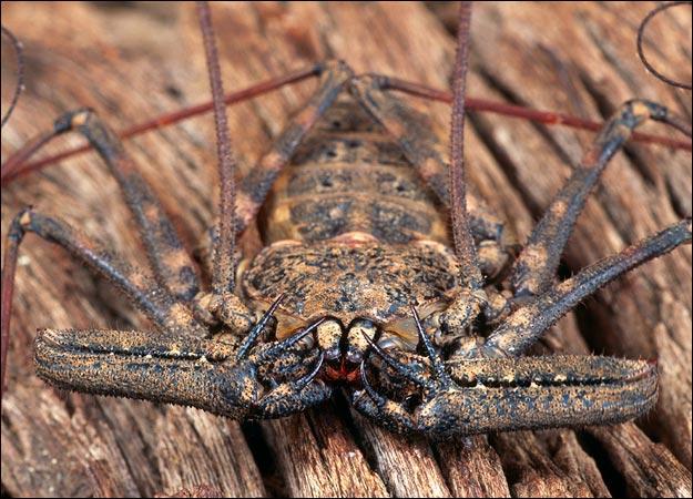 8. Whip Scorpion | Animal Planet