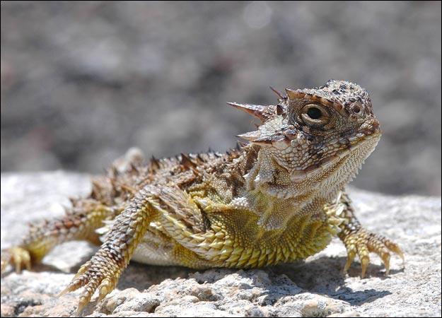 4. Horned Lizard | Animal Planet