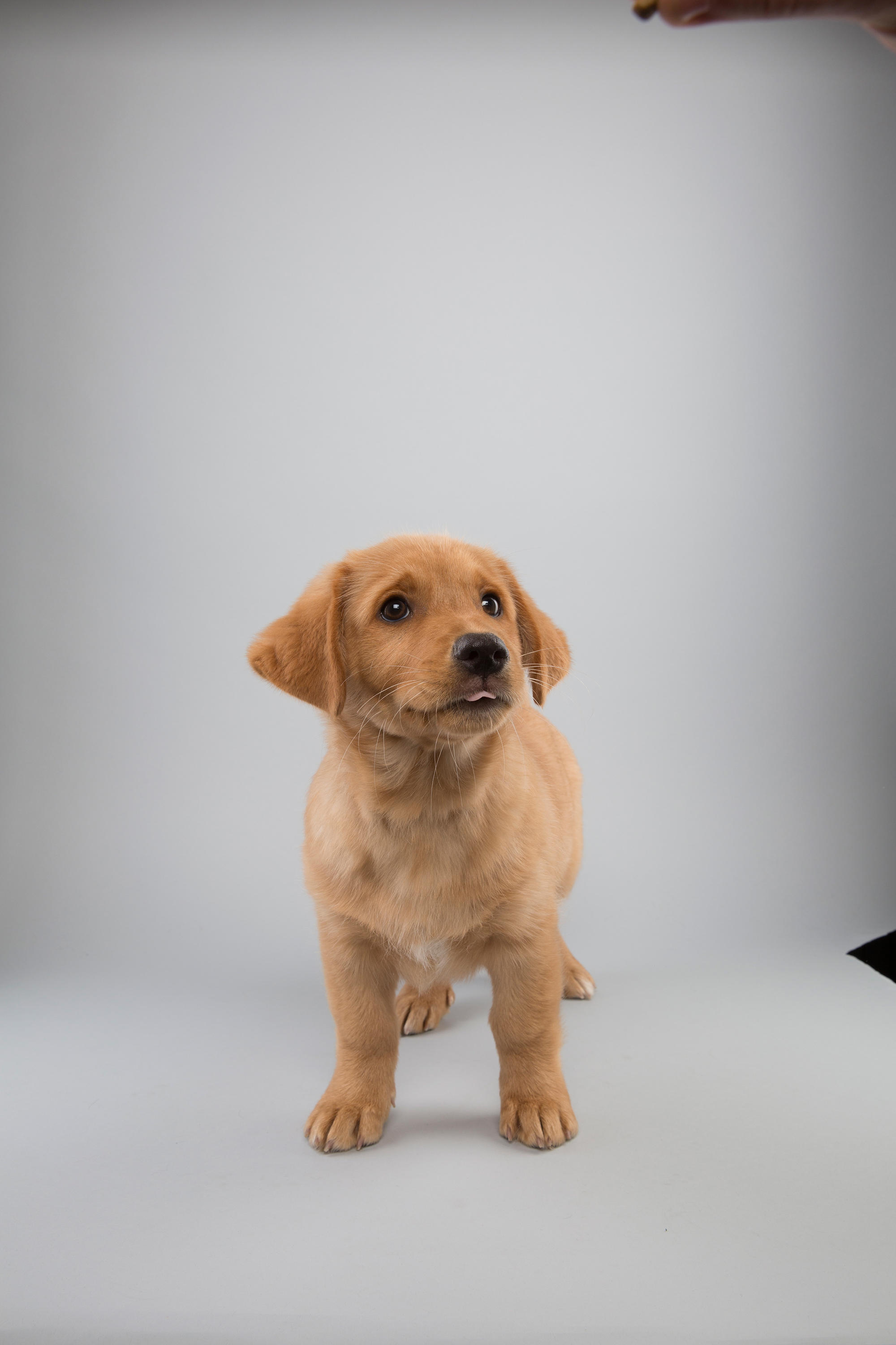 Puppy Bowl XI: Fantasy Game Photos | Puppy Bowl | Animal Planet