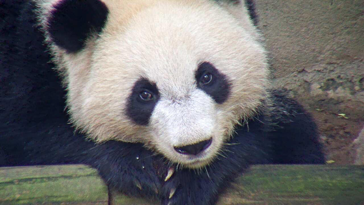 Panda Cam Highlights | Animal Planet L!VE | Animal Planet