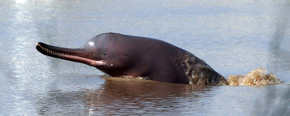 Indus river dolphin - Alchetron, The Free Social Encyclopedia