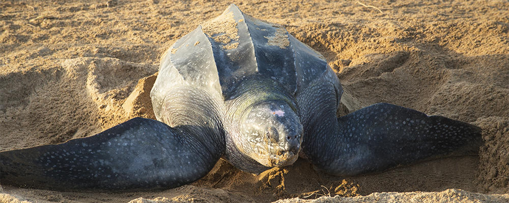 Leatherback Sea Turtle | Endangered Species | Animal Planet