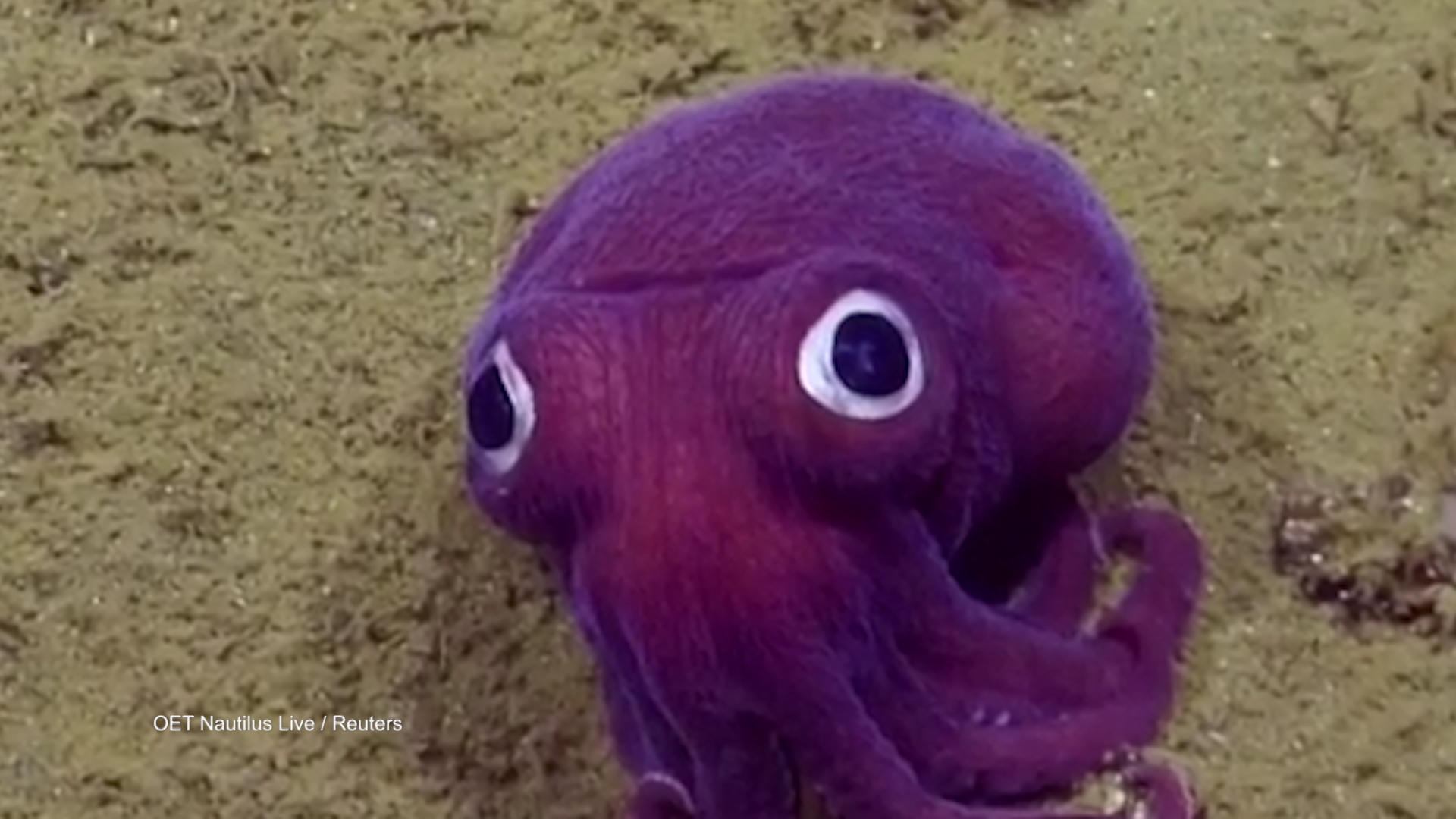 The Stubby Squid Will Solve All Your Problems | DNews Daily Bite ...