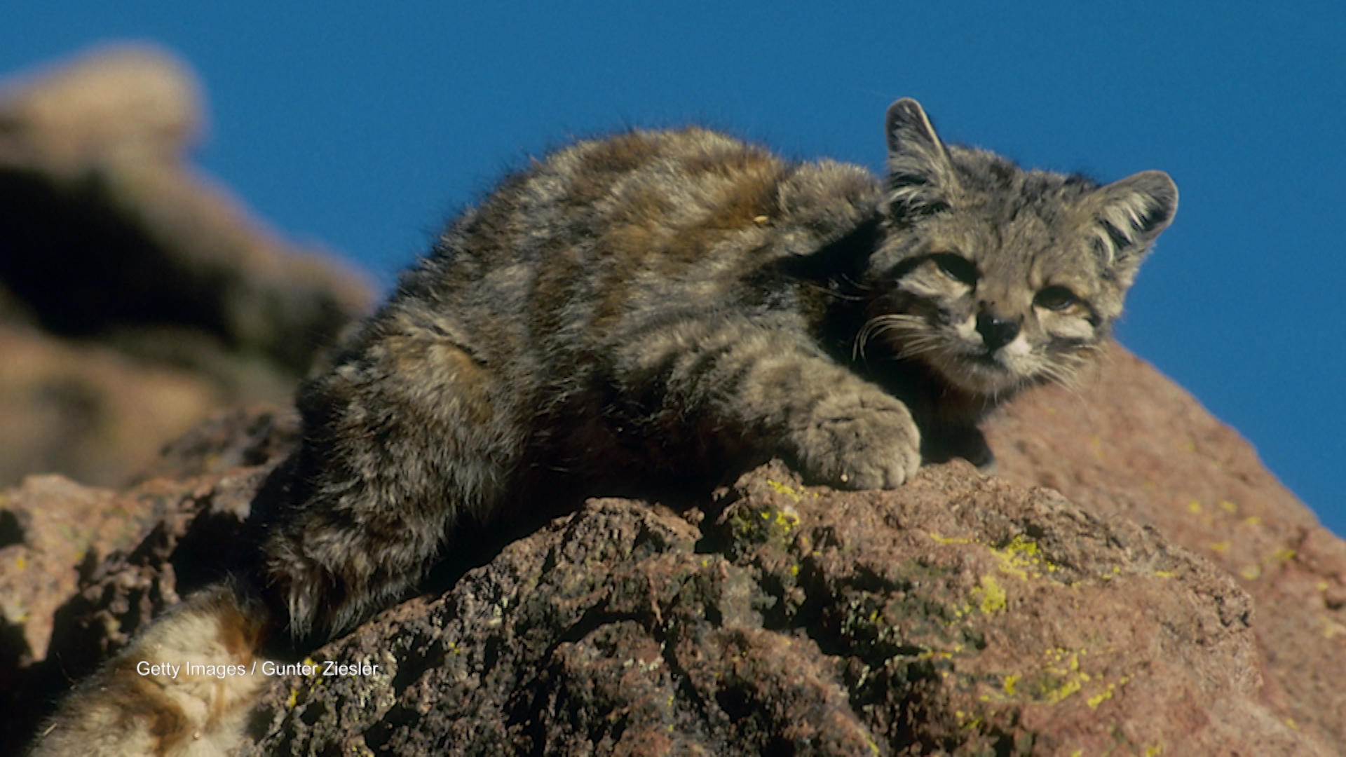 Little Mountain Kitty Rules the Andes | DNews Daily Bite | Animal Planet