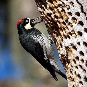 Wildlife of the Mountains | North America | Discovery