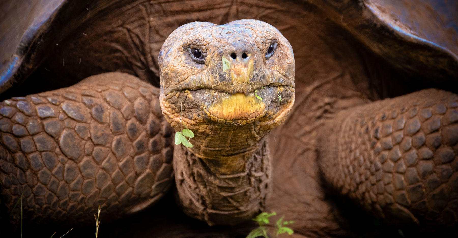 Are Invasive Plants Saving the Tortoises? | Discovery Blog | Discovery