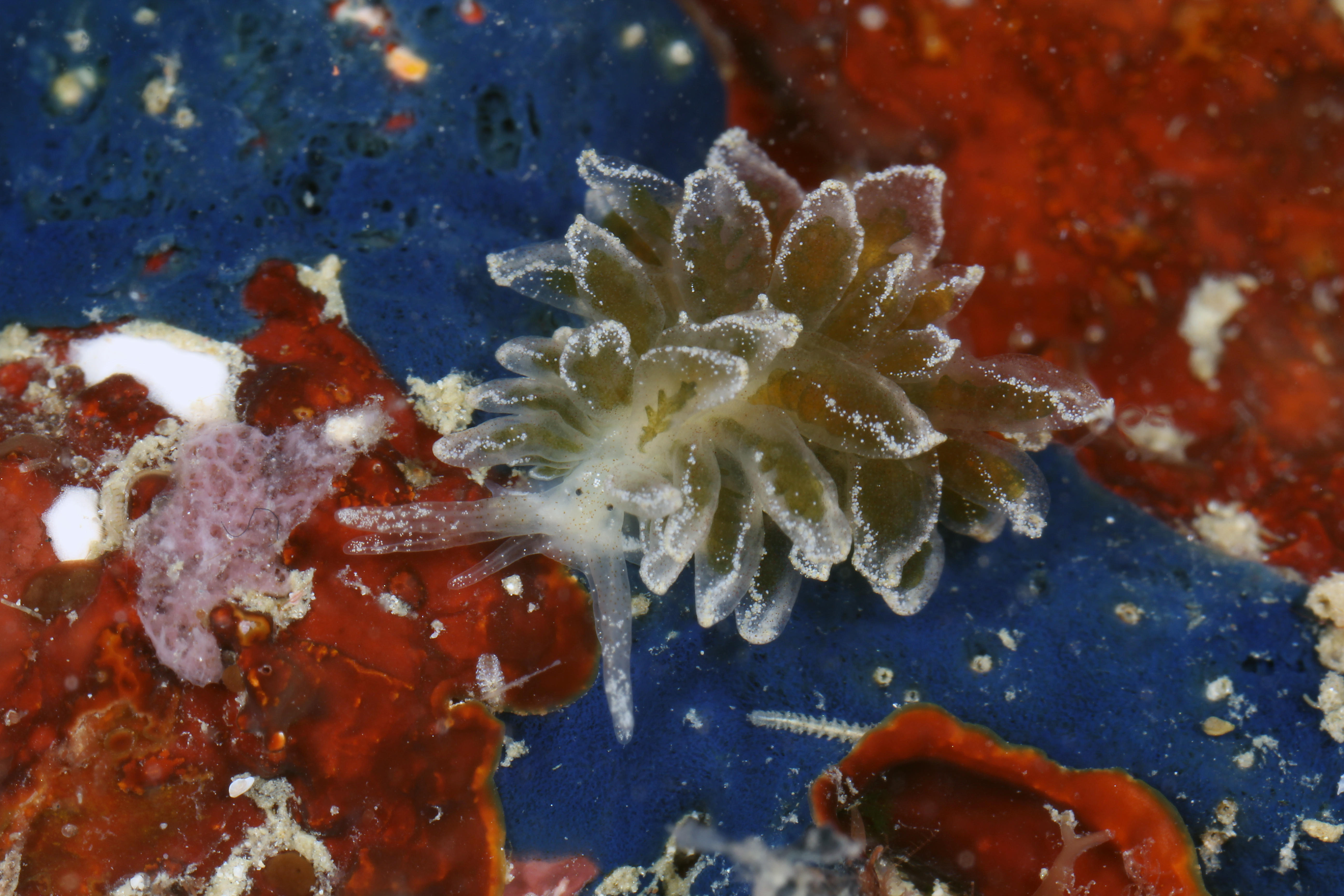 Морской биолог. Морской СЛИЗЕНЬ Elysia chlorotica красный. Новая разновидность морских слизней открытых 2014 году. Морской биолог ПВЗ гв. Биологи обнаружили удивительное явление многие животные.