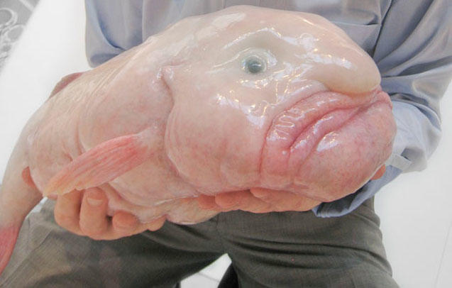 Resultado de imagem para blobfish