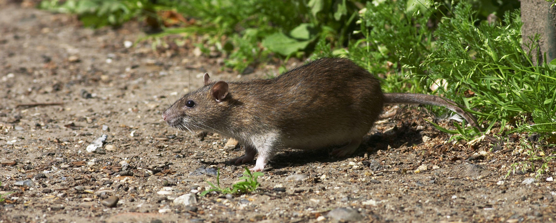 Study: Rodents Swell and Shrink to Remarkable Sizes on Islands ...