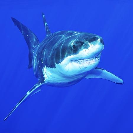 Shark Personality Quiz | Shark Week | Discovery