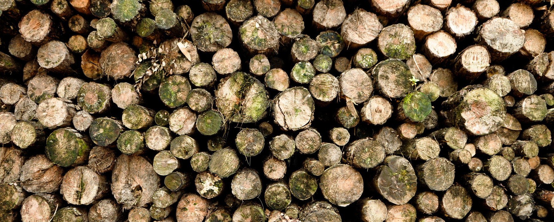 In 25 Years We Ve Cut Down Enough Trees To Fill Texas Twice Pile Of Logs
