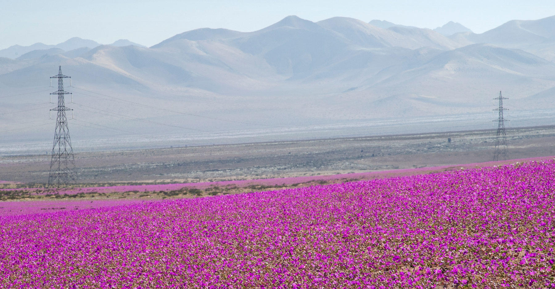 Выращивание огурцов пустыни Атакама