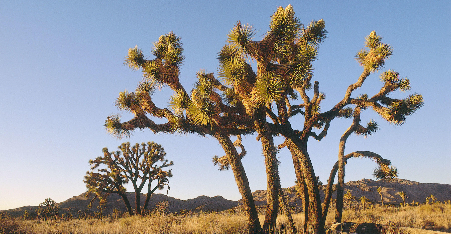 Protected Joshua Tree Scorched in California Desert | Discovery Blog ...