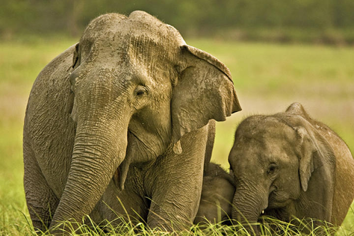 Celebrate World Elephant Day | Animal Planet