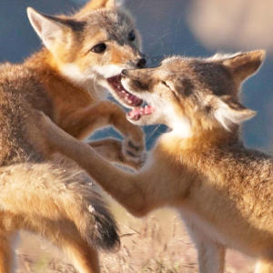 Search Results For Feed Discovery Page 2 Chan 62999440 Rssing Com