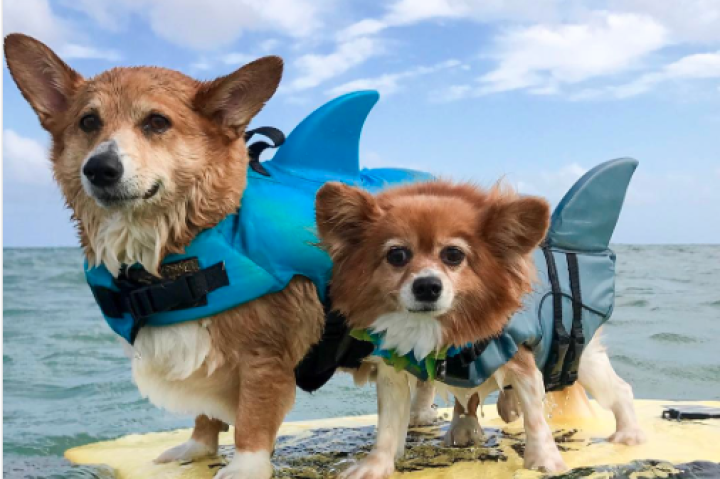 These Dogs Dressed Up for Shark Week Are Too Cute | TLCme | TLC