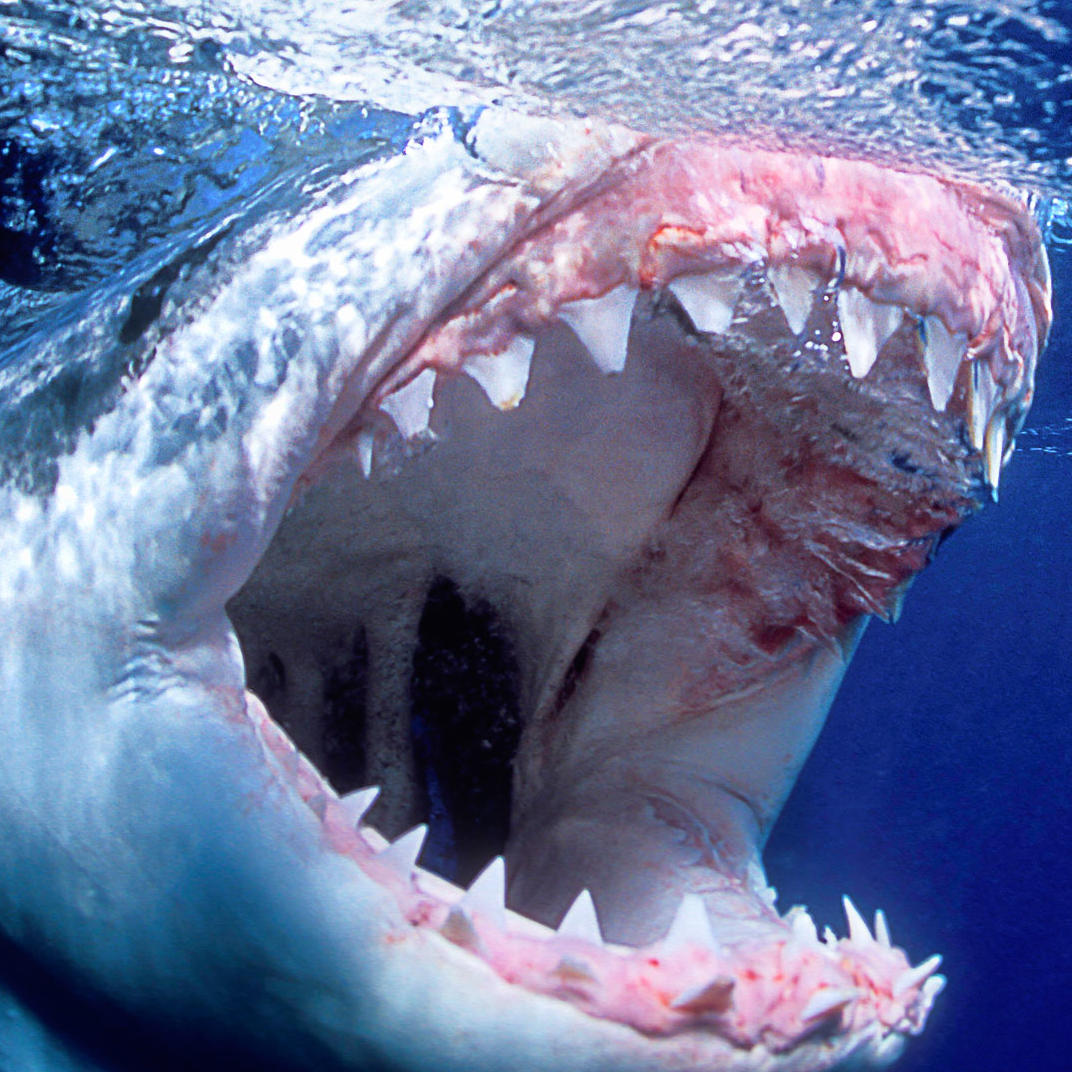 Большие зубы акулы. Акула МЕГАЛОДОН. МЕГАЛОДОН зуб. Дип Блю акула. Белая акула дип Блю.