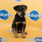 Mr. Fantastic Puppy Bowl 11, puppy bowl xi, puppy bowl, starting lineup ...
