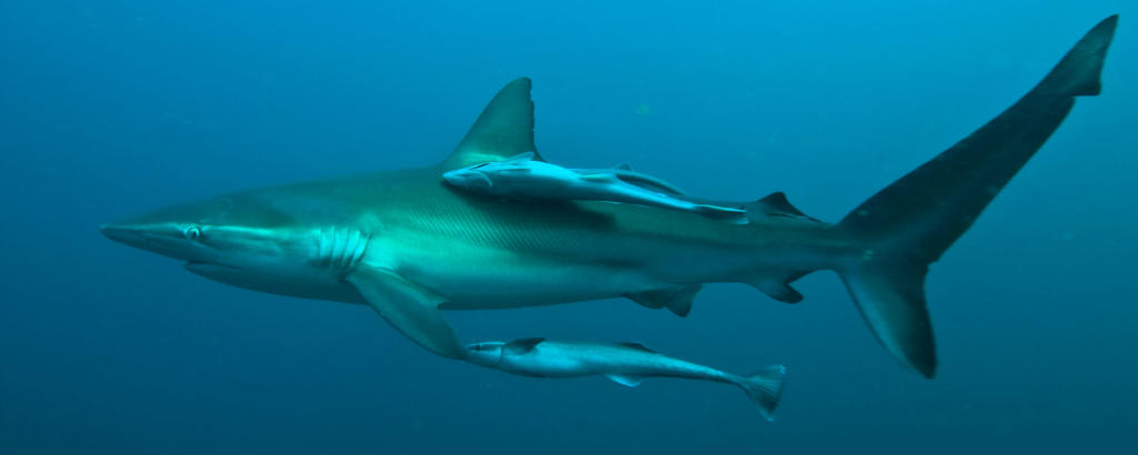 IATTC: No New Protections for Silky Sharks, Tuna | Shark Week | Discovery