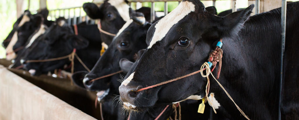 Chinese Factory to Grow Millions of Test Tube Cows | Discovery Blog ...